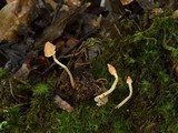 Cortinarius acutus image