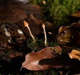 Cortinarius acutus image