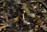 Ophiocordyceps gracilioides image