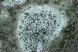 Polymeridium quinqueseptatum image