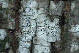 Polymeridium quinqueseptatum image