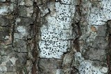 Polymeridium quinqueseptatum image