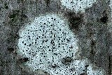 Polymeridium quinqueseptatum image