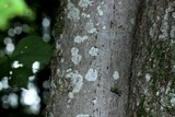 Polymeridium quinqueseptatum image