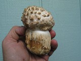 Agaricus texensis image