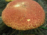 Suillus spraguei image
