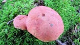 Boletus subfraternus image