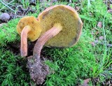 Boletus subfraternus image