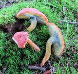 Boletus subfraternus image