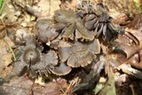 Neohygrocybe subovina image
