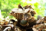 Neohygrocybe subovina image