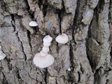 Pleurotus pulmonarius image