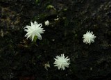 Amparoina spinosissima image