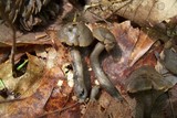 Neohygrocybe subovina image