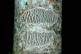 Graphis scripta image