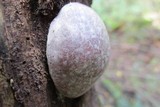 Reticularia lycoperdon image