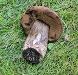 Tylopilus porphyrosporus image