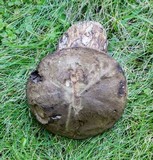 Tylopilus porphyrosporus image
