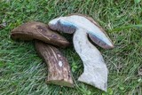 Tylopilus porphyrosporus image