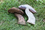 Tylopilus porphyrosporus image