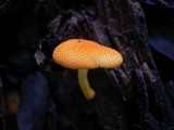 Cyptotrama asprata image