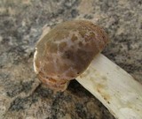 Russula crustosa image