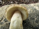 Russula crustosa image