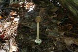 Amanita brunnescens image