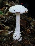 Amanita subcokeri image