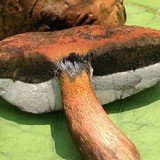 Boletus luridus image