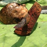Boletus luridus image
