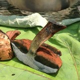 Boletus luridus image