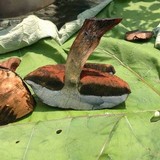 Boletus luridus image