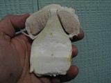 Agaricus texensis image