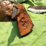 Boletus luridus image