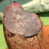 Boletus luridus image