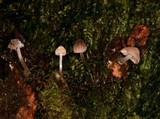 Mycena fulgoris image