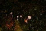 Mycena fulgoris image