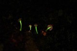 Mycena fulgoris image