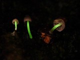 Mycena fulgoris image