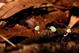 Mycena perlae image