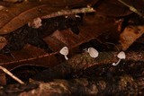 Mycena perlae image