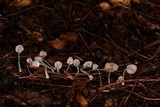 Mycena perlae image