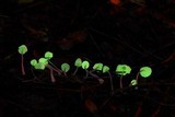 Mycena perlae image