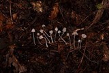 Mycena perlae image