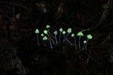 Mycena perlae image