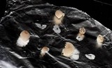 Mycena perlae image