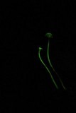 Mycena luxfoliicola image