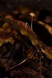 Mycena luxfoliicola image