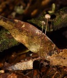 Mycena luxfoliicola image